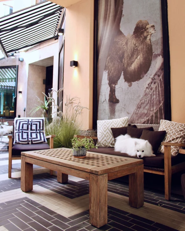 Hey pet parents! 🐕🐈

Why not bring your beloved pet along for a relaxing weekend getaway or an extended stay?

For an additional 35€, your four-legged companion can enjoy the full hotel experience right by your side. 🧡

Book your stay through the link in our bio and just let us know you have a plus-one with paws and we'll do the rest! 🐾